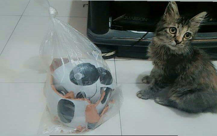 9 Potret Kelakuan Kucing yang Bikin Naik Pitam tapi Gemas Juga, Duh!