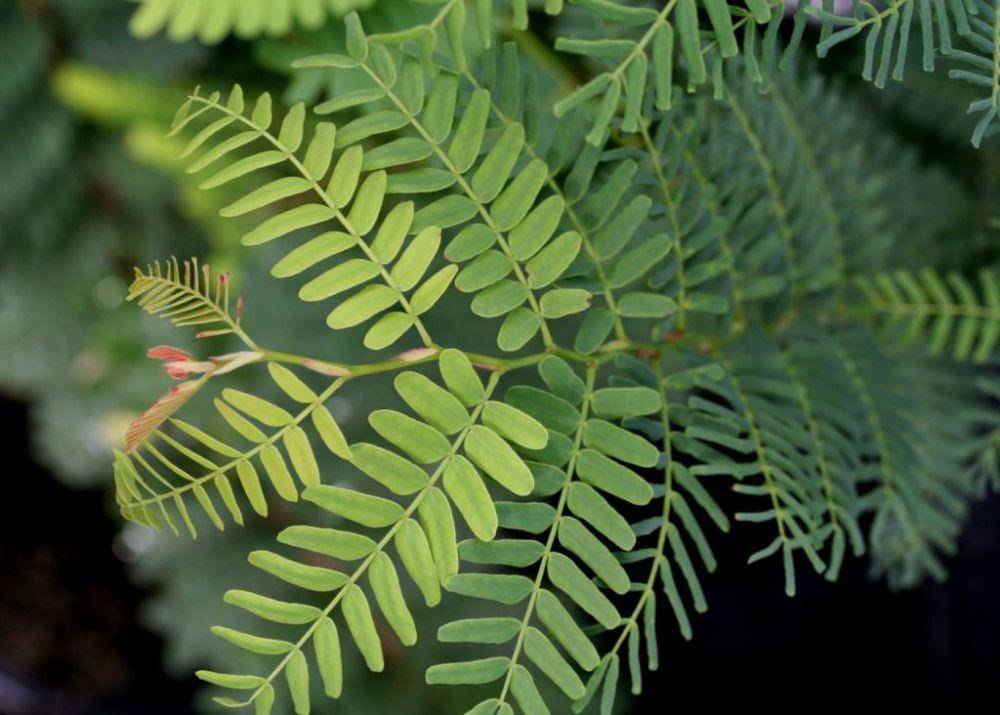 ilustrasi daun asam jawa (berkeley.edu/Dr. Mark S. Brunell)