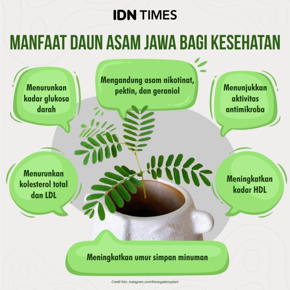 infografis manfaat daun asam Jawa (IDN Times/Mardya Shakti)