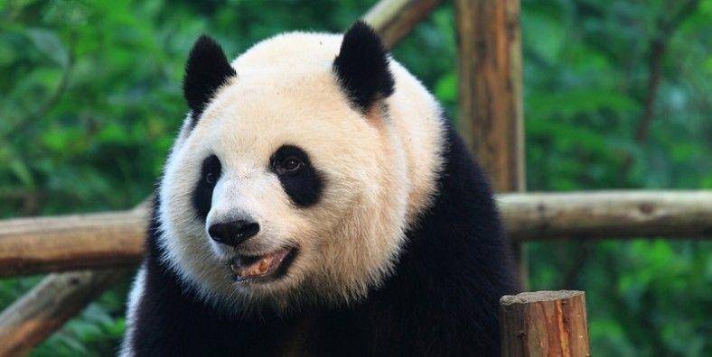 Research Base of Giant Panda Breeding, China (chinadragontours.com)