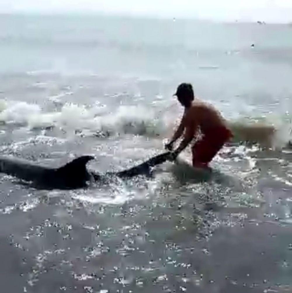 Empat Ekor Lumba-lumba Terdampar di Pantai Padanggalak Bali