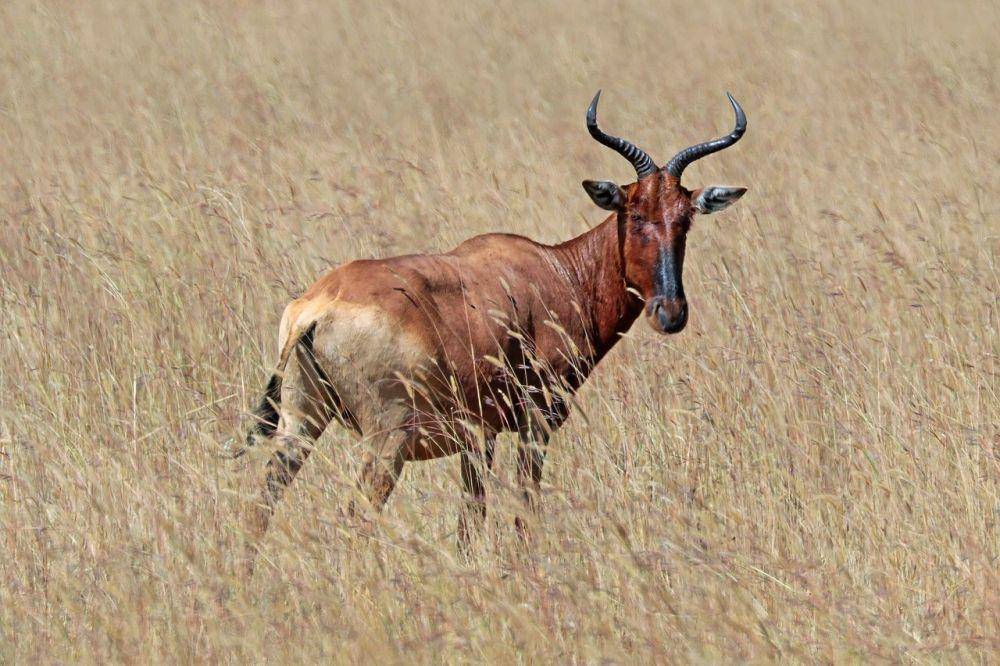 ilustrasi hartebeest (commons.wikimedia.org)