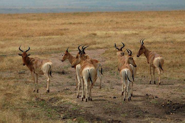 Hartebeest (biolib.cz)