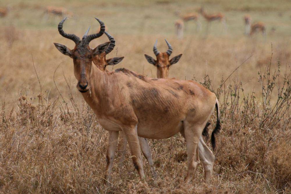 Hartebeest (eol.org)
