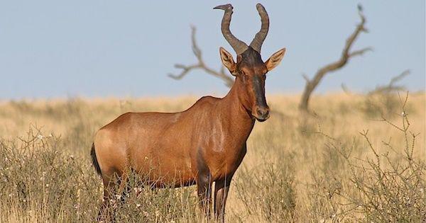 5 Fakta Unik Hartebeest, Mamalia Eksotis dari Wilayah Subsahara