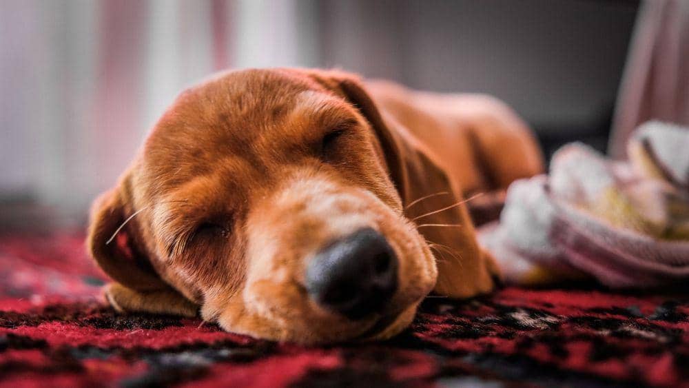 ilustrasi anjing sedang tidur (pexels.com/Magda Ehlers)