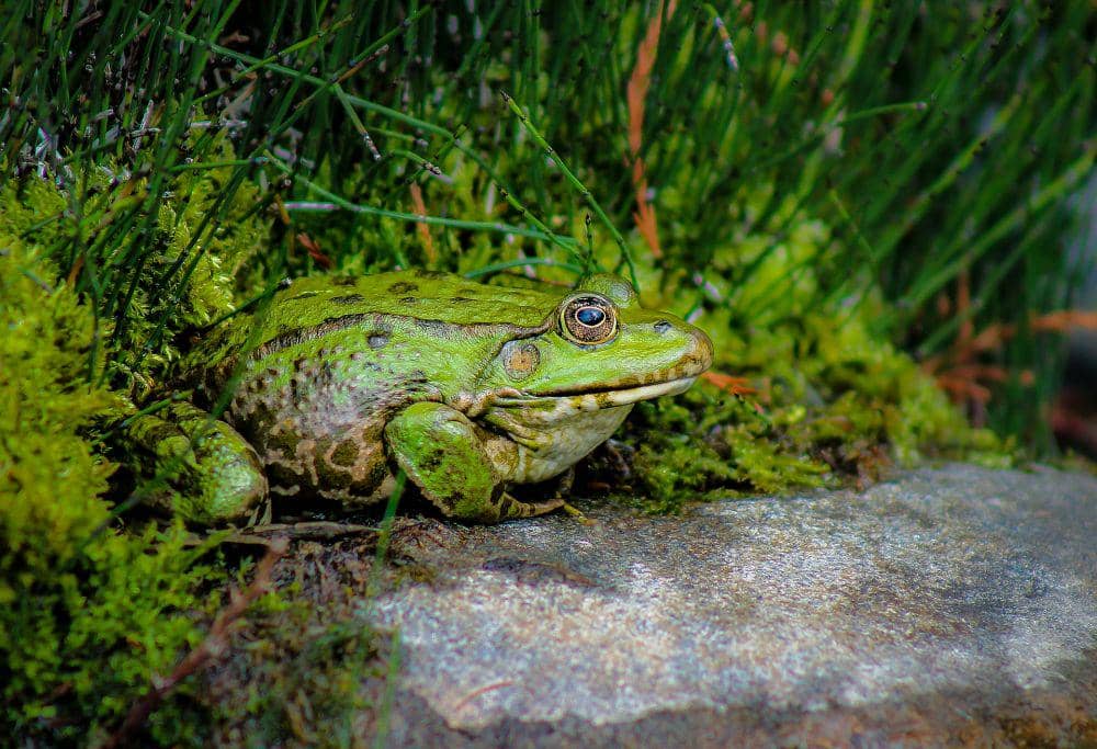 Spesies bullfrog adalah salah satu jenis satwa yang jarang tidur. (pixabay.com/Ilyessuti)