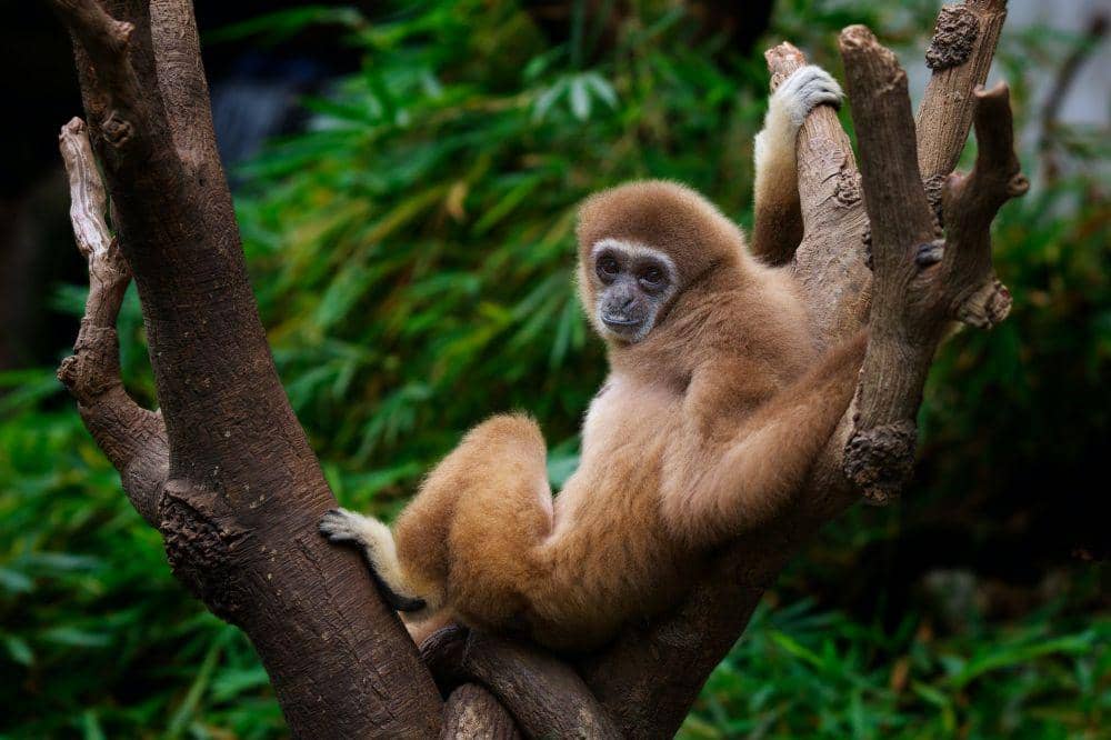 Hewan primata bisa mengerti masturbasi akibat evolusi. (pexels.com/Adriaan Greyling)