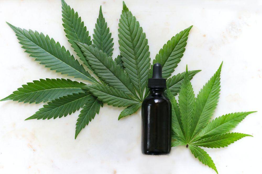 ilustrasi tanaman ganja/C. sativa dan ekstraknya (unsplash.com/Kimzy Nanney)