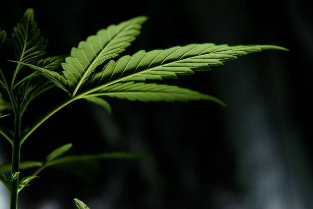 ilustrasi daun ganja (unsplash.com/Esteban Lopez)