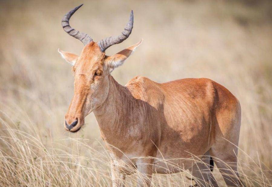 Hartebeest (shadowsofafrica.com)