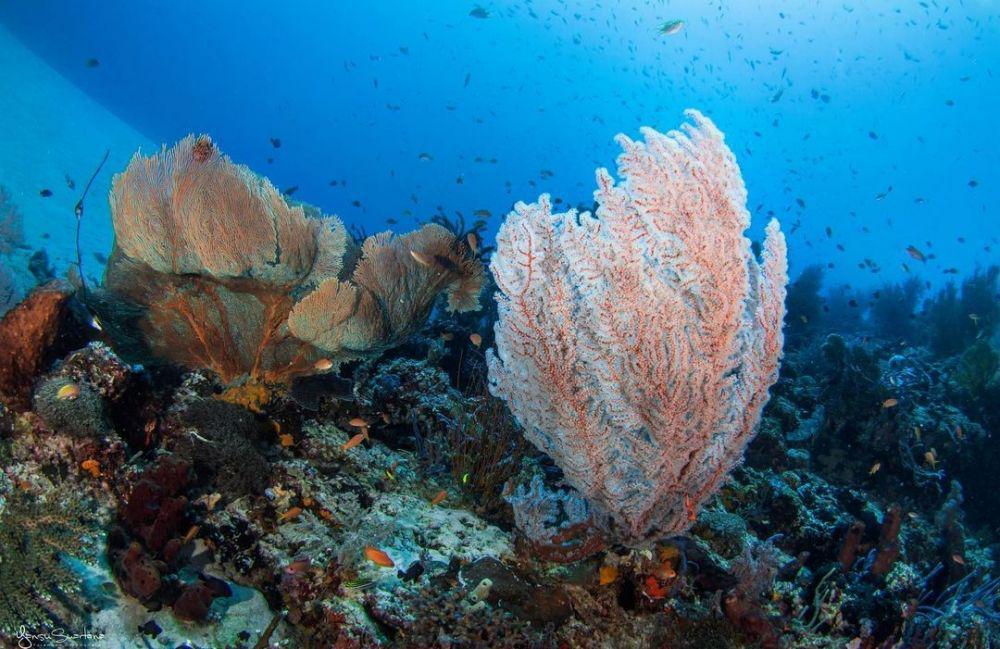 Informasi Wisata Pulau Menjangan, Surganya Pencinta Snorkeling