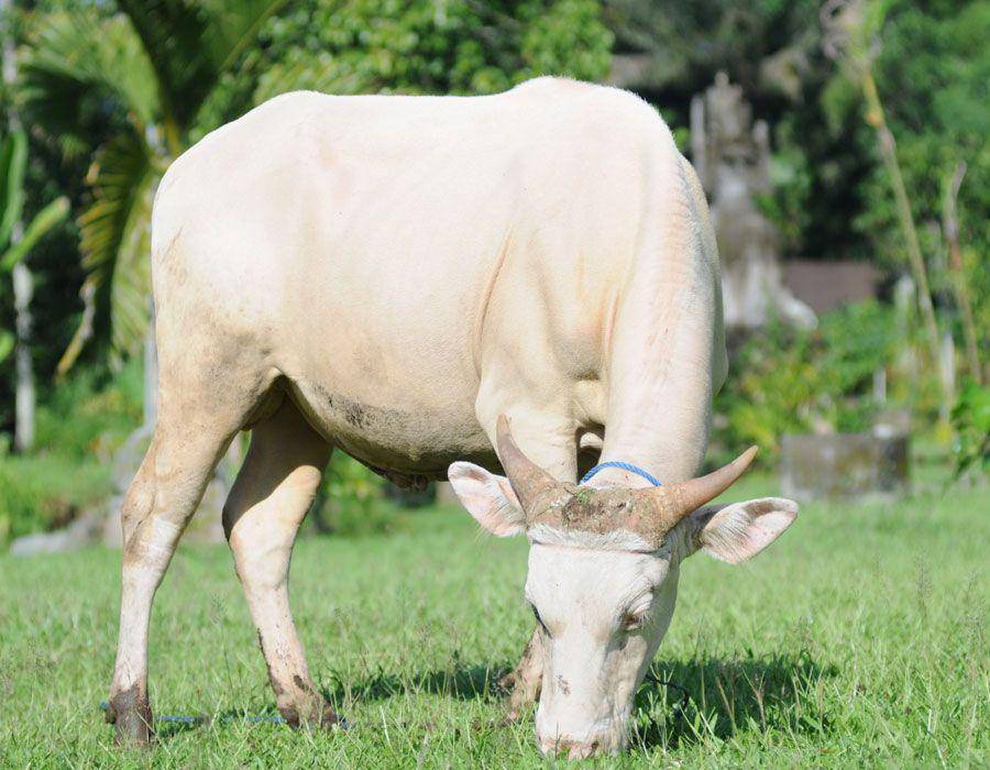 Lembu Putih (dok. Desa Taro)