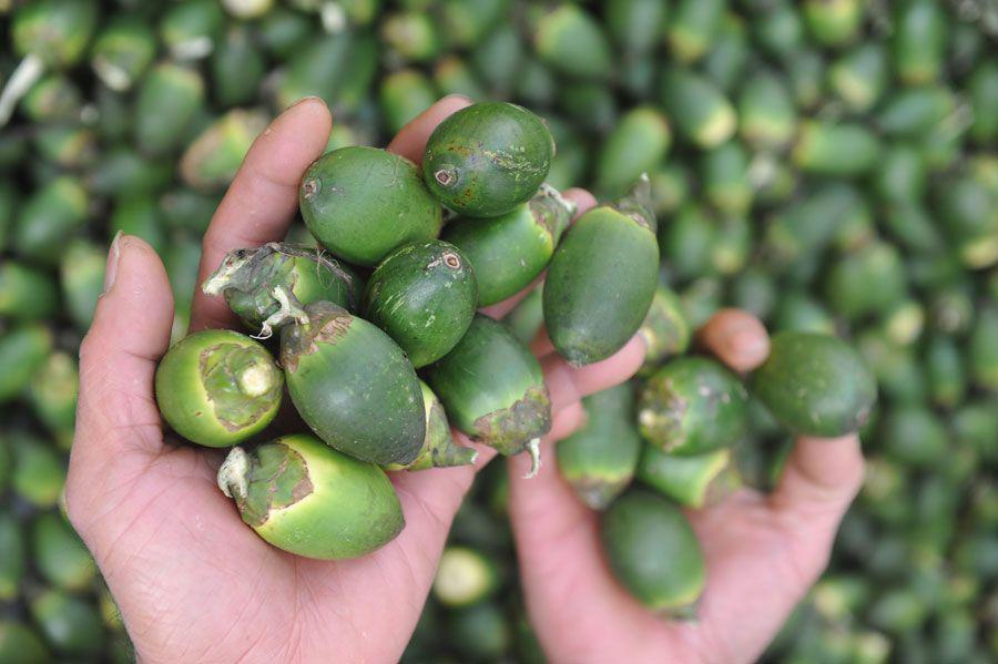 Bukan Hanya Durian, 6 Biji dan Buah Ini Bisa Bikin Teler lho!
