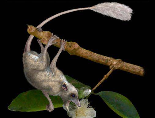 Ptilocercus lowii (pbs.org/NOVA)