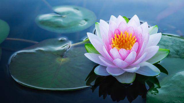 Bunga Lotus (klikdokter.com)