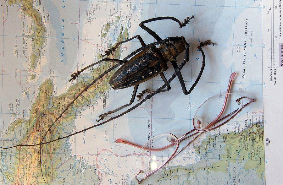 wallace's longhorn beetle yang berantena panjang (europeana.eu)