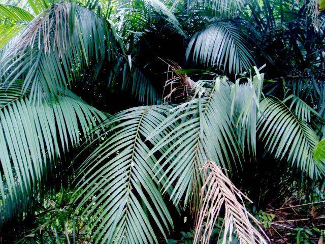 pohon palem bertam (flickr.com/Ahmad Fuad Morad)