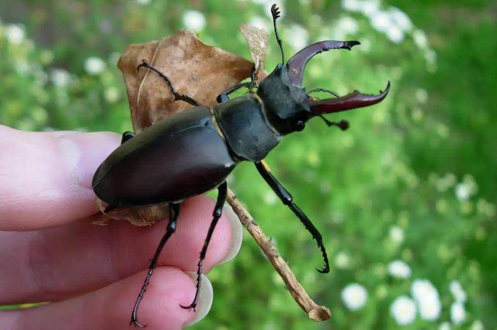 orang sedang memegang stag beetle (discoverwildlife.com)