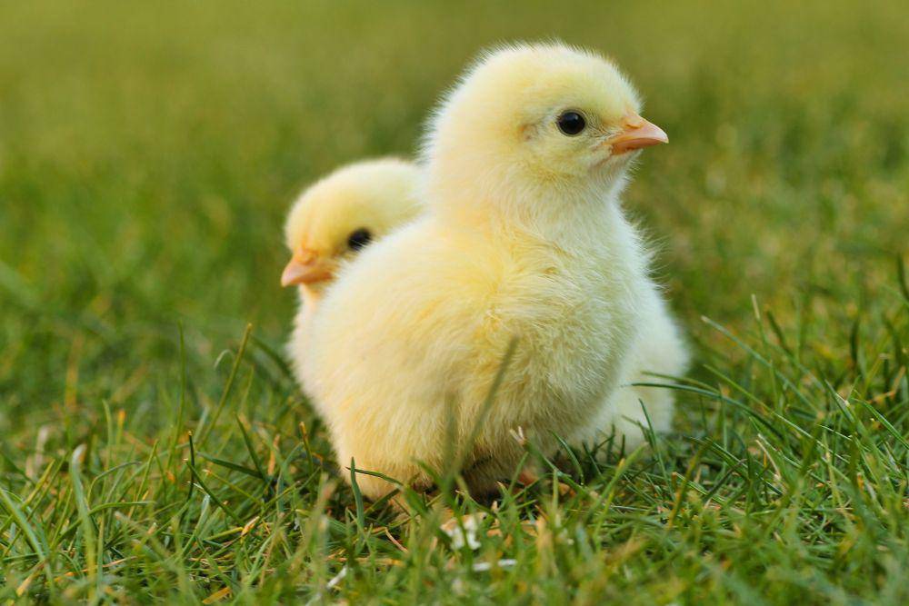 ilustrasi anak ayam (pixabay.com/Lolame)