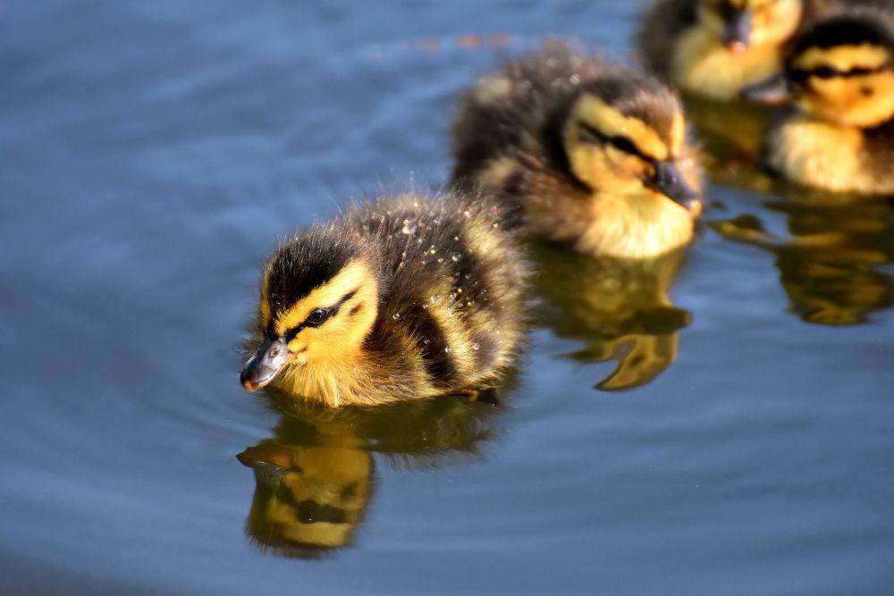 ilustrasi bebek (pixabay.com/Alexas_Fotos)