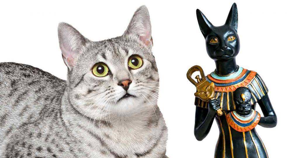 potret kucing mesir (thehappycatsite.com)