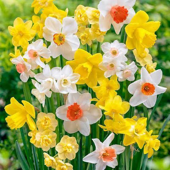 Bunga Daffodil ( tokobungadijakartaselatan.com)