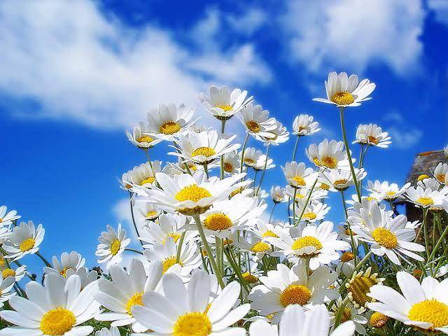 Bunga Daisy yang menawan (wallpaperbetter.com)