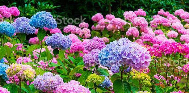 cantiknya bunga hortensia ( istockphoto.com/ allou)