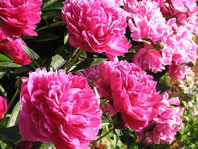 Bunga Peony (tokobungaindo.com)