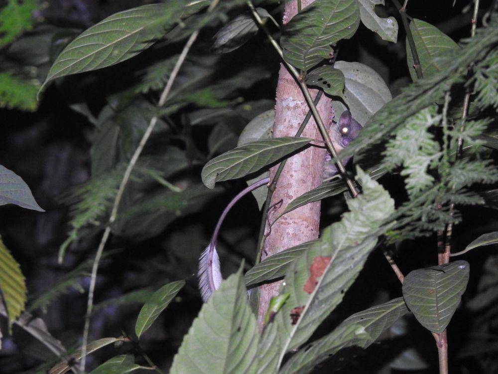 Ptilocercus lowii (inaturalist.org/m choi azis)