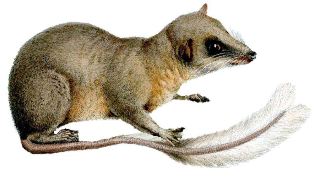 Ptilocercus lowii (wikimedia.org/Joseph Wolf)