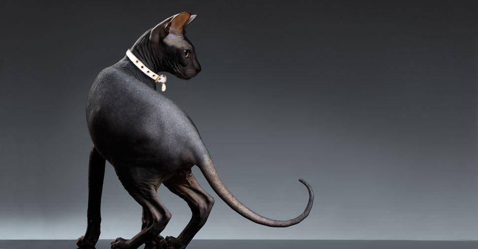 potret kucing mesir (petfinder.com)