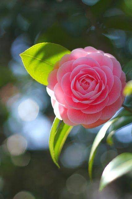 Camelia Pink yang cantik (background.id)