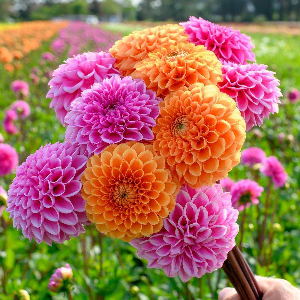Bunga Dahlia secantik namanya (whiteflowerfarm)