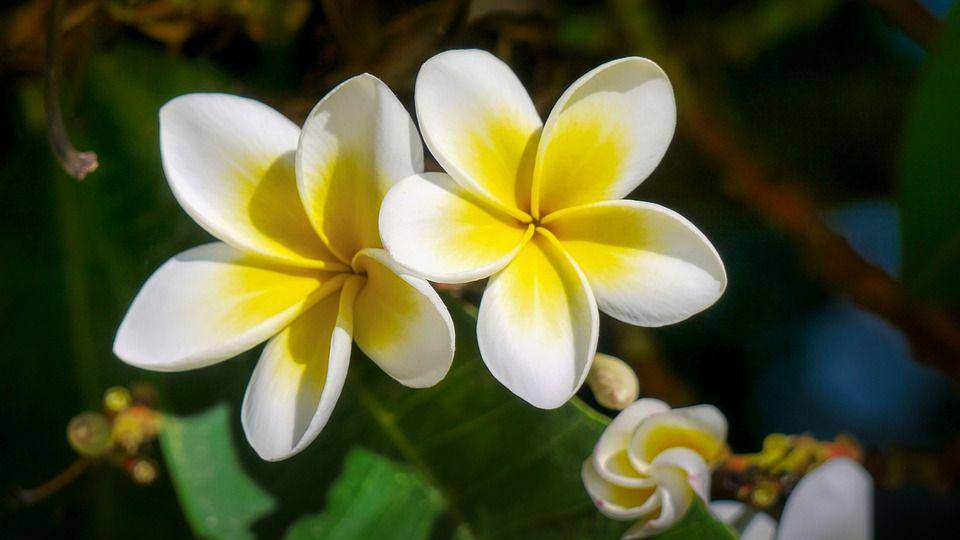 Bunga kamboja (pixabay.com/fietzfotos)