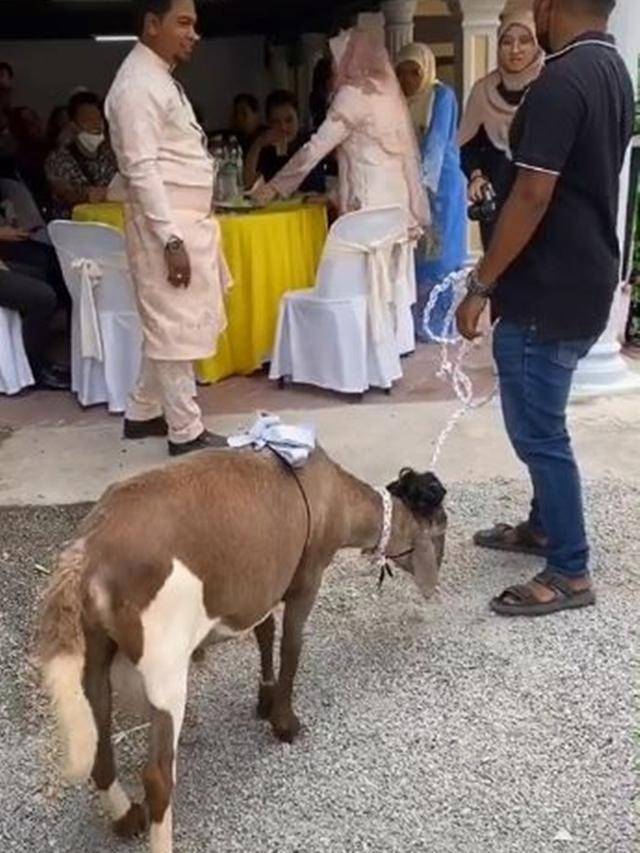 barang tak lazim di nikahan (tiktok.com/@sheepy_farm)
