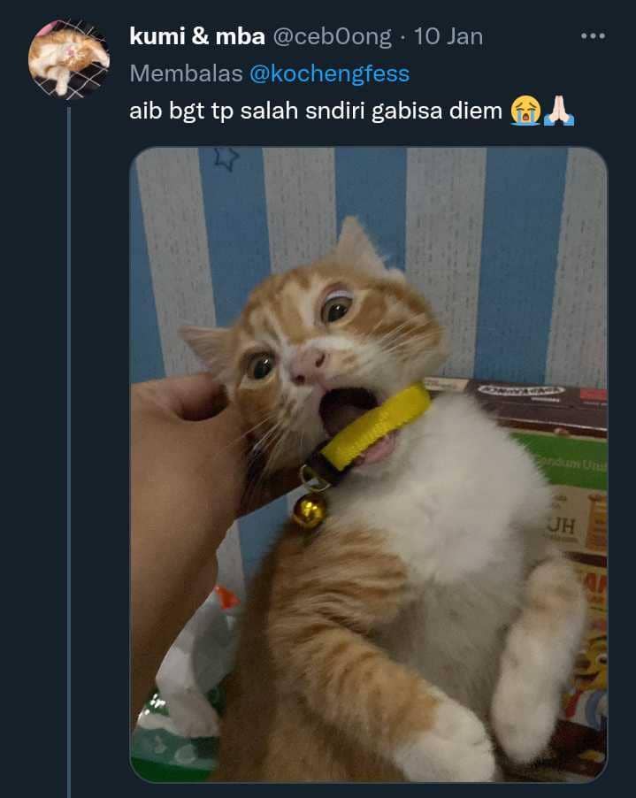 potret lucu kucing (twitter.com/cebOong)