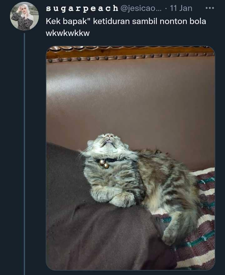 potret aib kucing (twitter.com/jesicaolla)