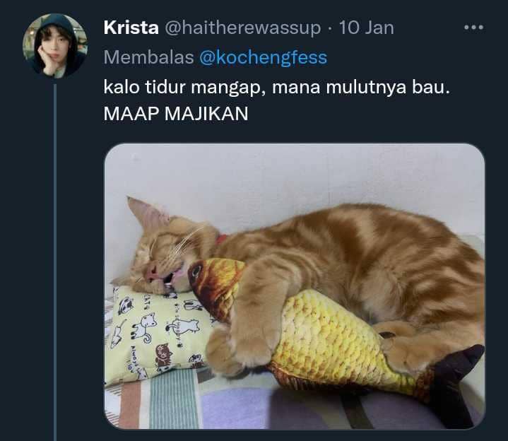 potret aib kucing (twitter.com/jesicaolla)