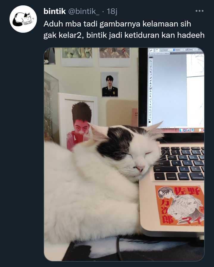 potret lucu kucing (twitter.com/bintik_)