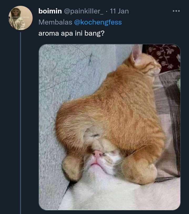 potret aib kucing (twitter.com/painkiller_)