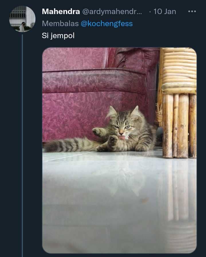 potret lucu kucing (twitter.com/bintik_)