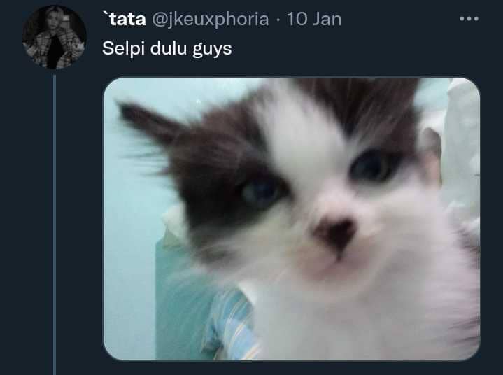 potret lucu kucing (twitter.com/jkeuxphoria)