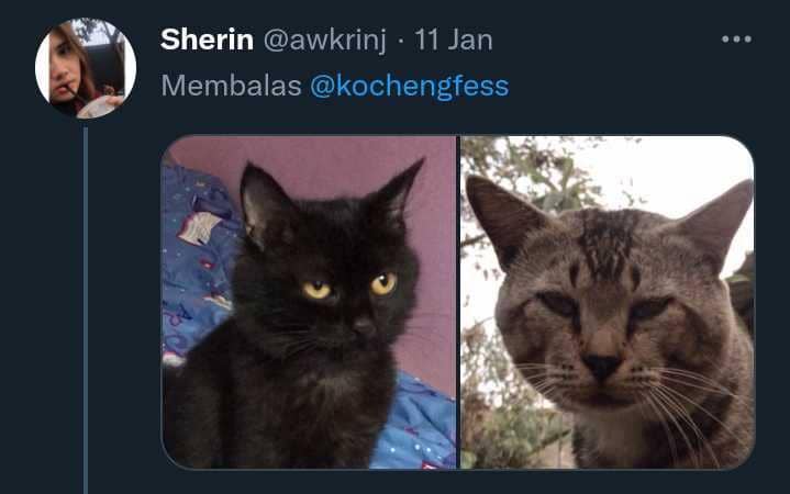 potret aib kucing (twitter.com/awkrinj)