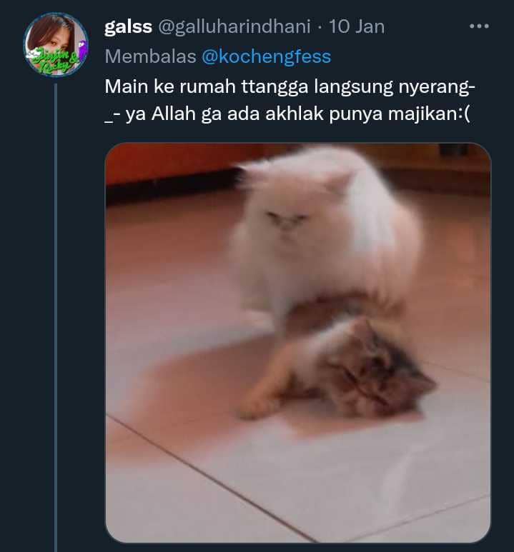 potret aib kucing (twitter.com/galluharindhani)