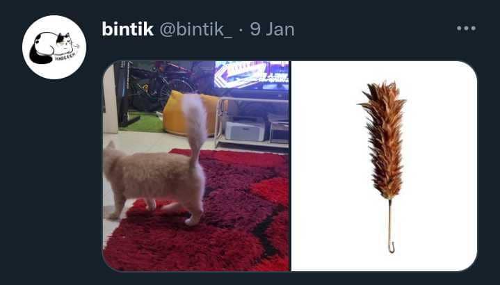 10 Potret Aib Kucing yang Dijamin Bikin Ngakak, Awas Gemas!