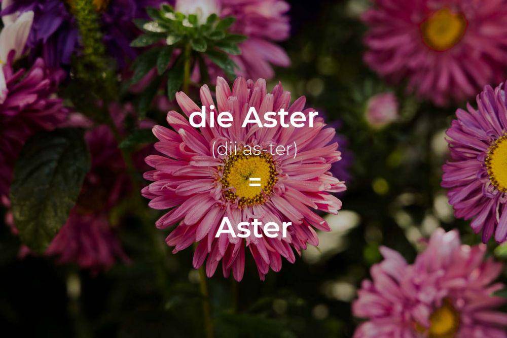 ilustrasi aster dalam bahasa Jerman (pexels.com/Engin Akyurt)