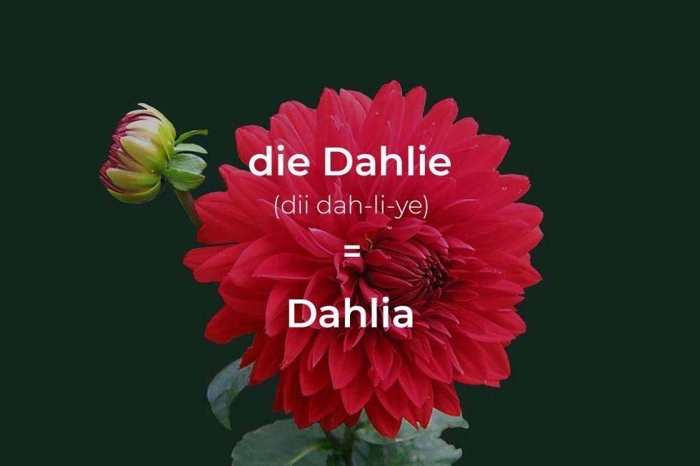 ilustrasi bunga dahlia dalam bahasa Jerman (pexels.com/Pixabay)