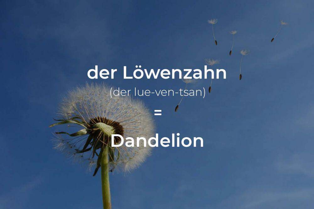 ilustrasi dandelion dalam bahasa Jerman (pexels.com/Pixabay)